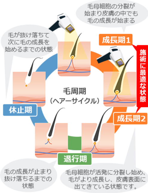 毛が生え変わるサイクル